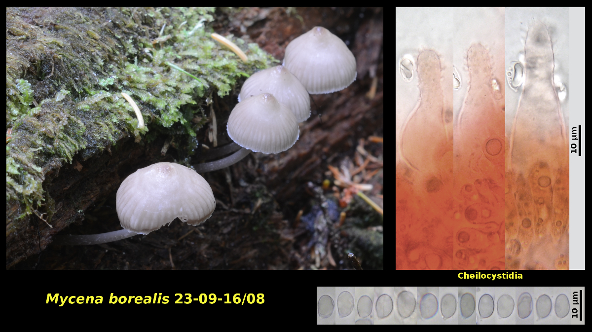 Picture of Mycena_borealis